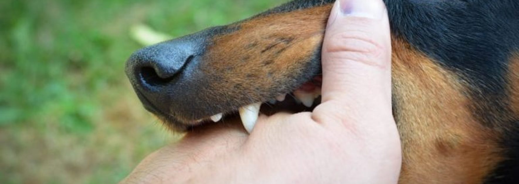 Abogado de Mordidas de perros